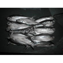W / R Fresh Frozen Hardtail Scad Fish